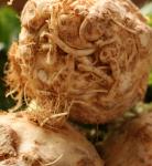 celeriac