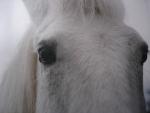 white horse
