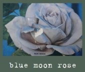blue moon rose