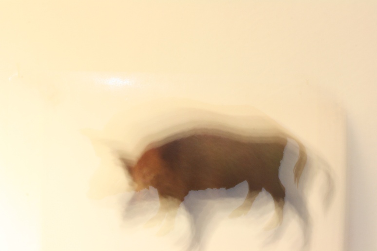 wild boar
