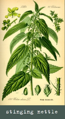 stinging nettle