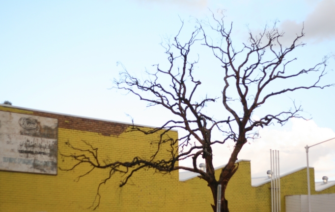 yellow wall and tree